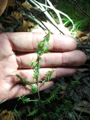 Pultenaea reflexifolia