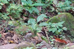 Turdus albicollis