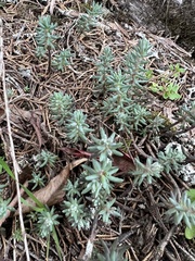 Petrosedum rupestre