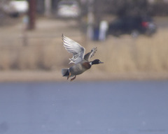 Anas platyrhynchos × acuta