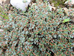 Euphorbia cinerascens