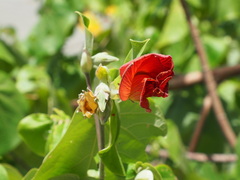 Hibiscus tiliaceus image