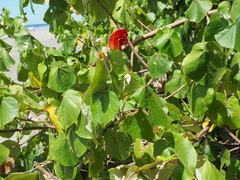 Hibiscus tiliaceus