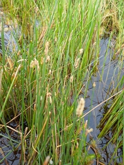 Eleocharis acuta