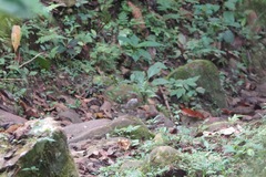 Turdus albicollis