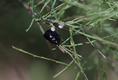 Paropsisterna angustipes
