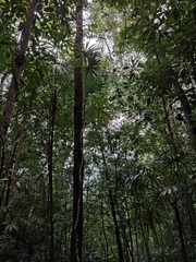 Cryosophila stauracantha