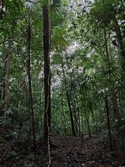 Cryosophila stauracantha