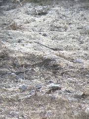Toxostoma cinereum