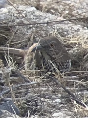 Toxostoma cinereum