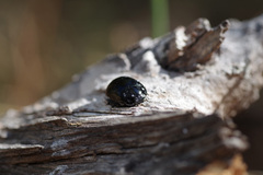 Paropsisterna angustipes