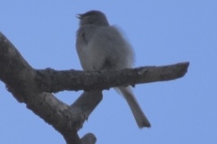 Junco