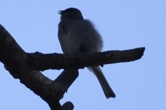 Junco