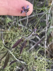 Toxostoma cinereum