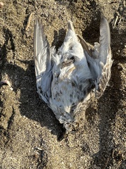 Charadrius obscurus aquilonius