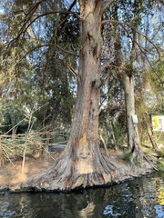 Taxodium mucronatum