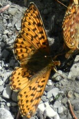 Boloria chariclea