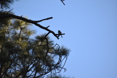 Junco