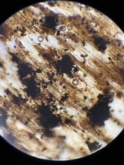 Xenosporium