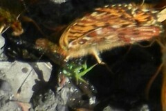 Boloria chariclea