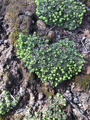 Asterella