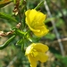 Erblichia integrifolia - Photo (c) Helene Ralimanana, some rights reserved (CC BY-NC), uploaded by Helene Ralimanana