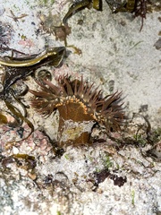 Actiniidae