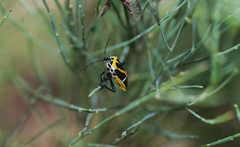 Commius elegans