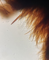 Fuscoporia americana