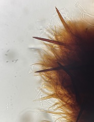 Fuscoporia americana