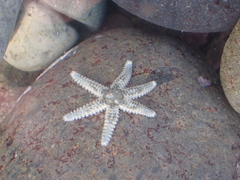 Leptasterias hexactis