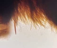 Fuscoporia americana