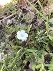 Nemophila