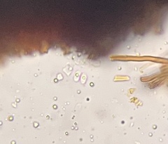 Fuscoporia americana