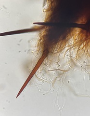 Fuscoporia americana