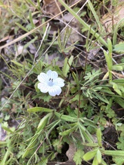 Nemophila