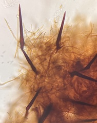 Fuscoporia americana