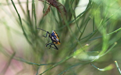 Commius elegans