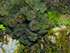 Leptogium phyllocarpum