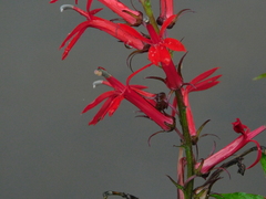 Lobelia cardinalis