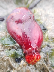 Pseudocolochirus violaceus