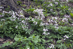 Cardamine quinquefolia
