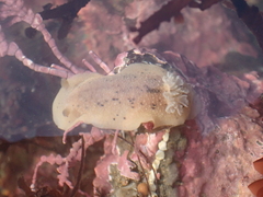 Geitodoris heathi