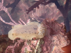 Geitodoris heathi
