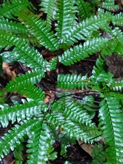Adiantum wilesianum