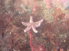 Leptasterias hexactis