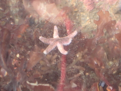 Leptasterias hexactis