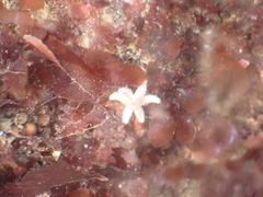 Leptasterias hexactis