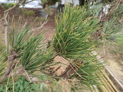 Pinus taiwanensis