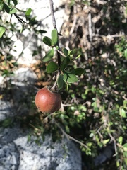 Diospyros intricata